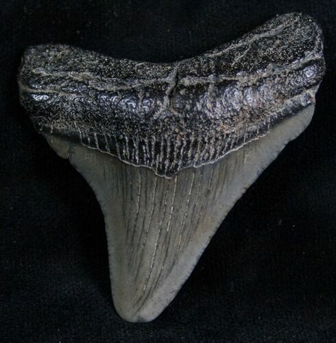 Megalodon Tooth - Peace River, Florida #7310